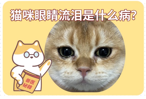 猫咪眼睛流泪怎么办?