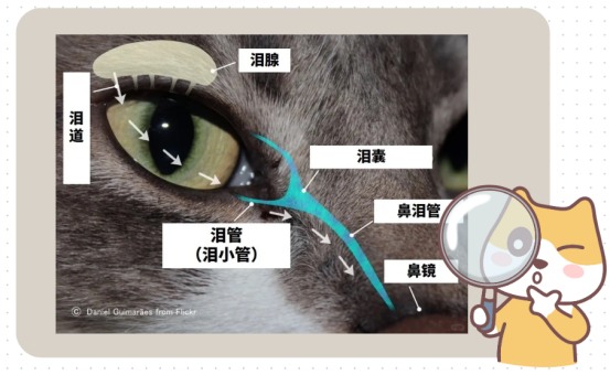 猫咪眼睛流泪怎么治疗?