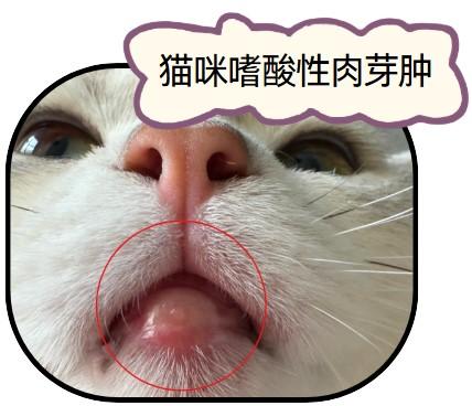 猫咪嗜酸性肉芽肿的救星!药品大盘点!