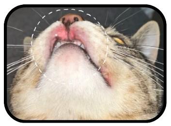 猫咪嗜酸性肉芽肿的救星!药品大盘点!