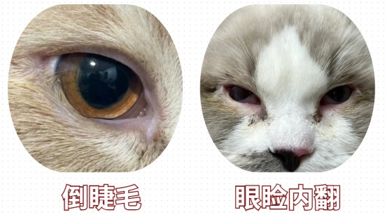 猫咪眼睛流泪怎么办是什么病?