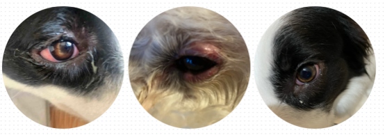 狗狗泪痕是什么原因引起的？