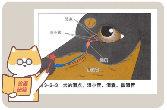 小狗有泪痕的原因