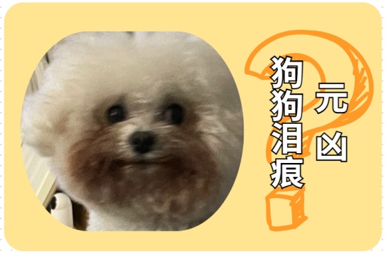 小狗有泪痕是什么原因引起的？