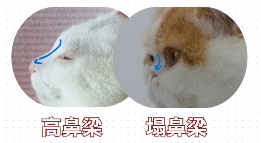 猫眼屎多是怎么回事?