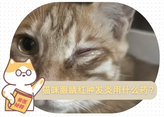 猫咪眼睛红肿发炎用什么药?