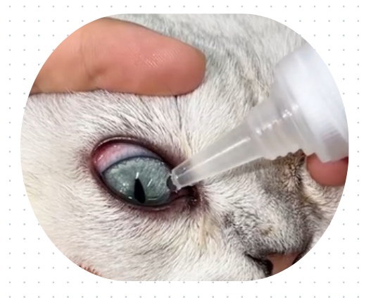 猫咪眼睛红肿发炎用什么眼药水?