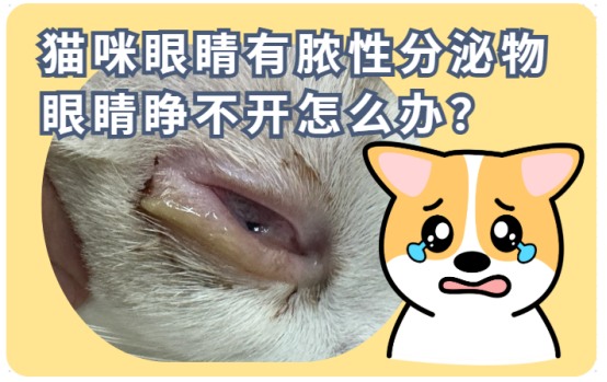 猫咪眼睛有脓性分泌物睁不开怎么办?