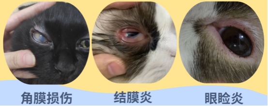 猫咪眼睛有脓性分泌物怎么办?