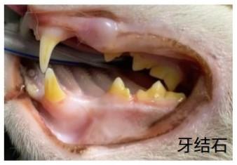 猫牙结石怎么去除?这些方法很有效!