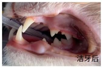 猫牙结石怎么去除?这些方法很有效!