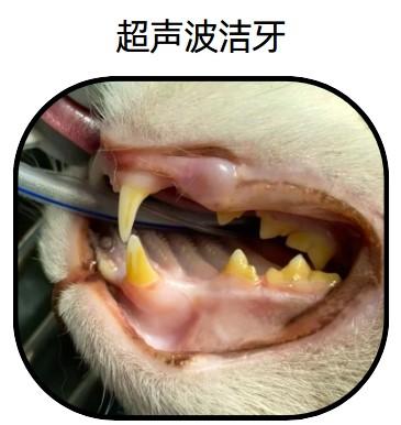 猫牙结石怎么去除?这些方法很有效!