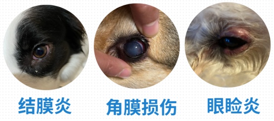 狗狗眼角有脓怎么办?
