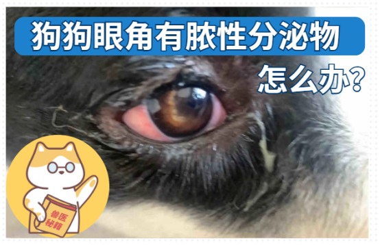 狗狗眼角有脓性分泌物该怎么办?