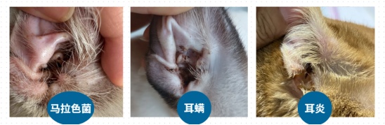 猫眼睛里有泪水是怎么回事？