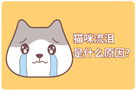 猫咪流泪是什么原因出问题了吗?