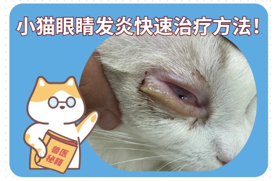 小猫眼睛发炎怎么办?