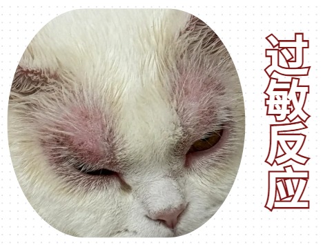 小猫眼睛发炎怎么回事?