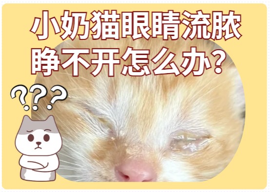 小奶猫眼睛流脓睁不开怎么办?