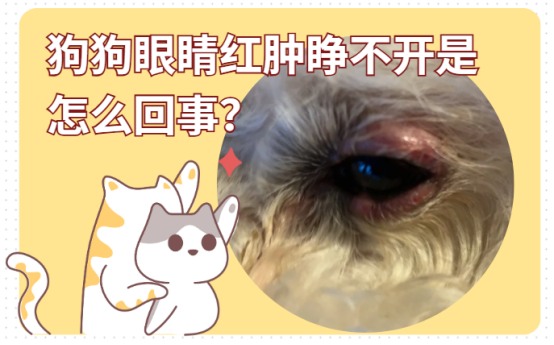 狗狗眼睛红肿睁不开是怎么回事?