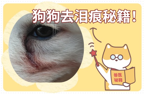 狗狗去泪痕用什么药最有效?