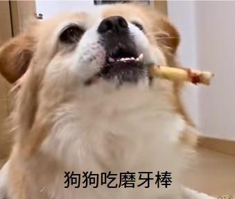 狗狗牙齿松动发黑腥臭,这些原因你得知道!