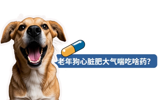 老年狗心脏肥大气喘吃啥药?