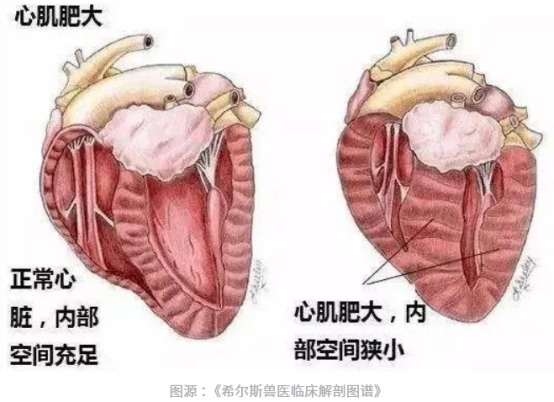 猫肥厚型心肌病怎么治疗?