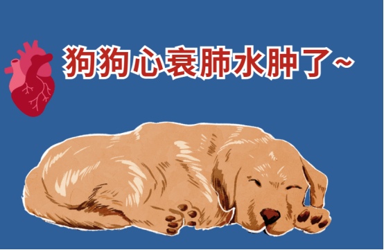 狗狗心衰肺水肿还能活多久?