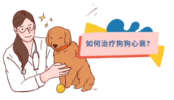 狗狗心衰怎么治疗?