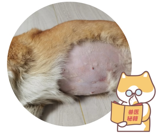 狗狗心脏肥大引起腹水怎么办?