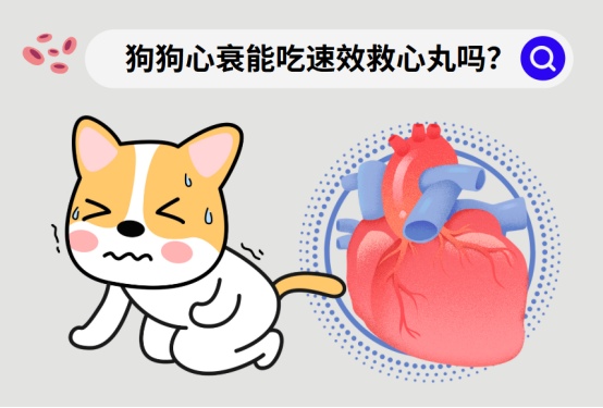狗狗心衰能吃速效救心丸吗?