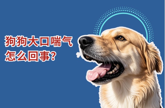狗狗大口喘气怎么回事?