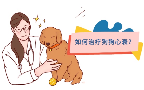 狗狗心衰吃什么药?