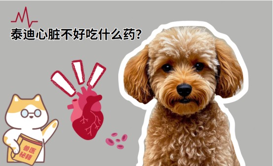 泰迪心脏不好吃什么药?