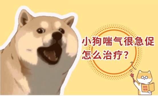 小狗喘气很急促怎么治疗?