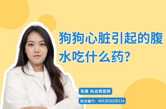 狗狗心脏引起的腹水吃什么药?