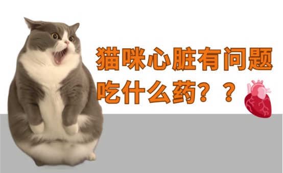 猫咪心脏有问题吃什么药?