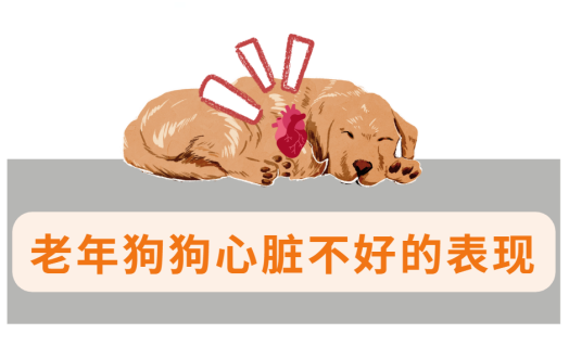 老年狗狗心脏不好怎么办?