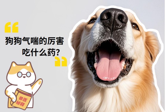 狗狗气喘的厉害吃什么药?