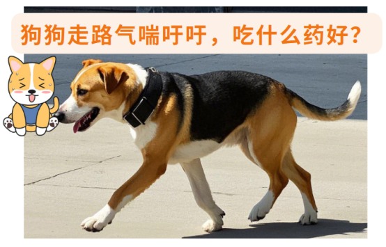 狗狗走路气喘吁吁吃什么药?