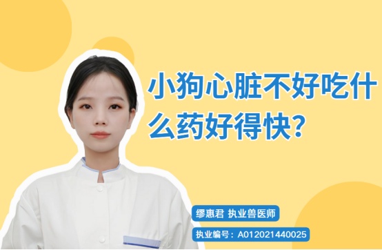 小狗心脏不好吃什么药好得快?