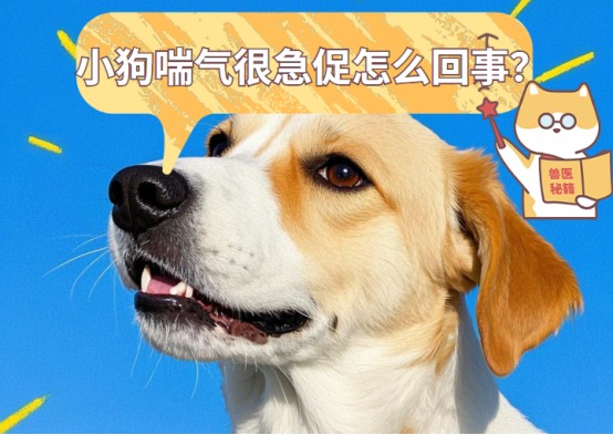 小狗喘气很急促怎么回事?