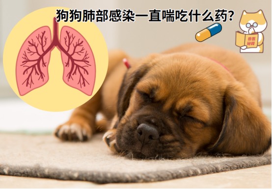 狗狗肺部感染一直喘怎么办?