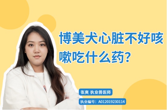 博美犬心脏不好咳嗽吃什么药?