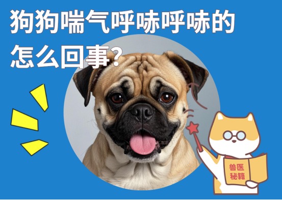 狗狗喘气呼哧呼哧的怎么回事?