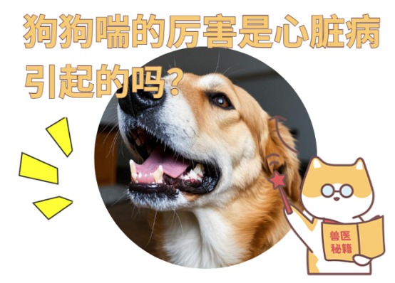 狗狗喘得厉害是心脏病引起的吗?