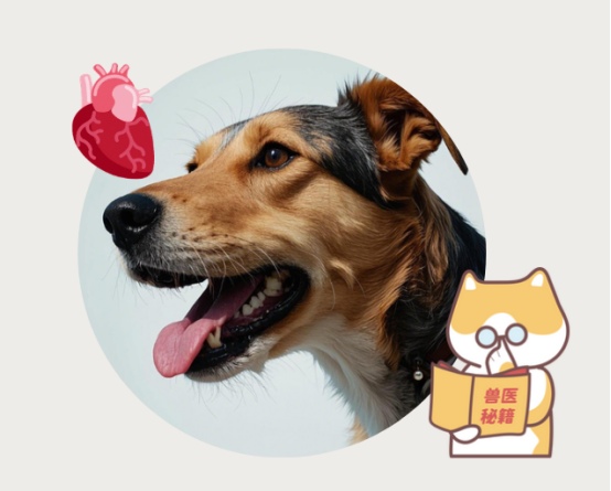 老年狗心脏肥大咳嗽怎么办?