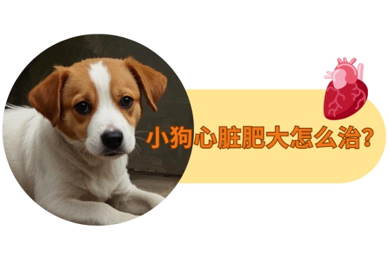 小狗心脏肥大怎么治?