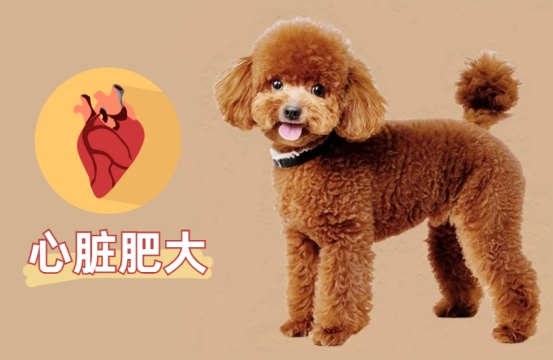 泰迪心脏肥大咳嗽严重怎么办?